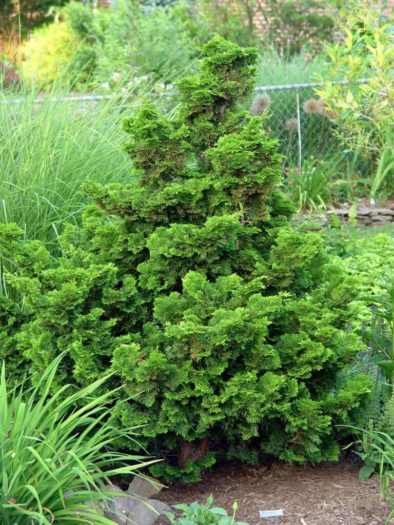 a bright green Dwarf Hinoki Cypress shrub