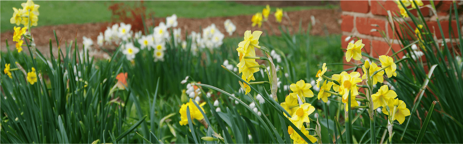 yellow and white flowers