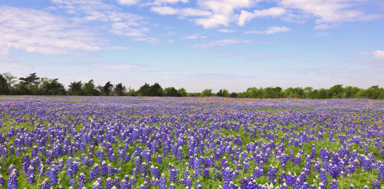 Bluebonnets_by Janice Carriger_NoAttribReqd-pexels