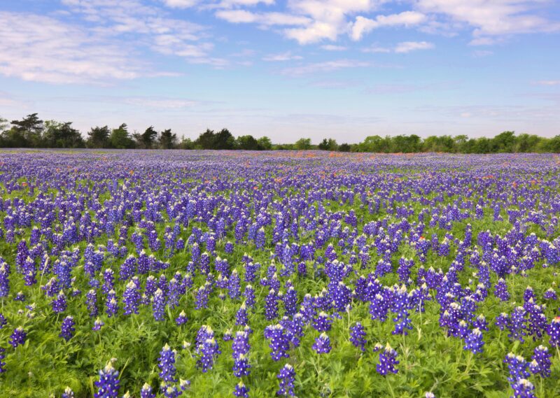 Bluebonnets_by Janice Carriger_NoAttribReqd-pexels