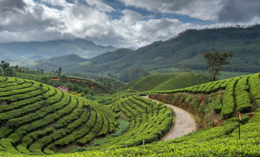 Wazuka Tea Plantation