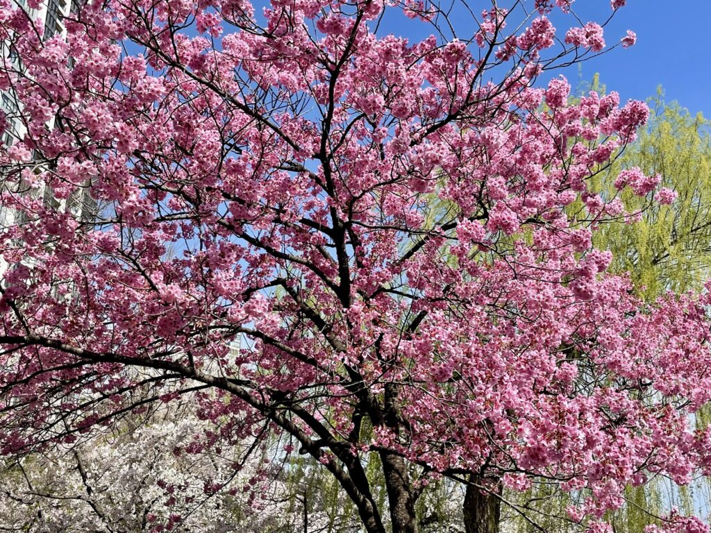 Cherry tree with pink blooms