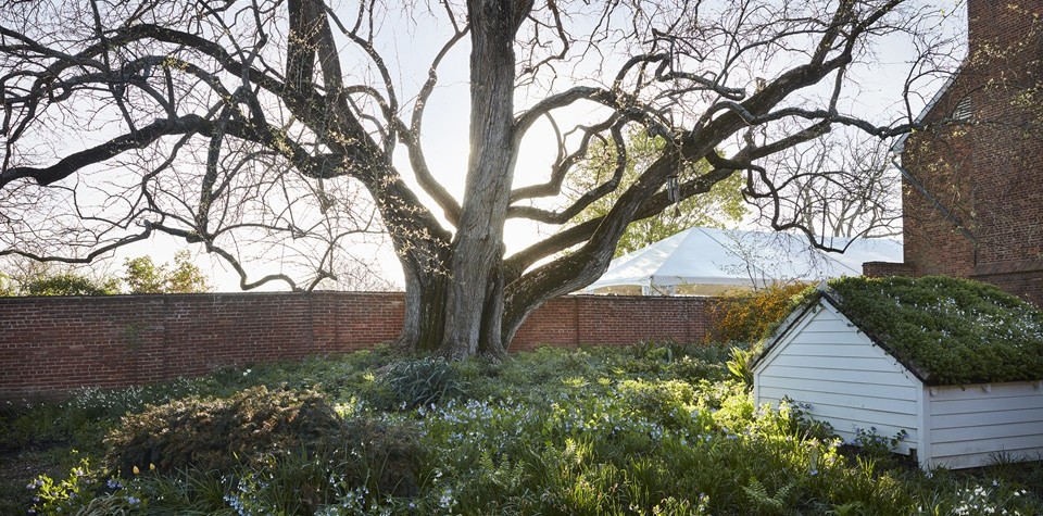 Garden with a large tree, brick wall, and small white house.