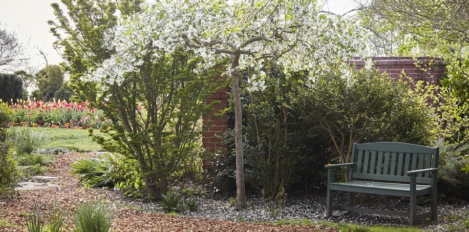 Flowering garden at springtime with a wooden bench.