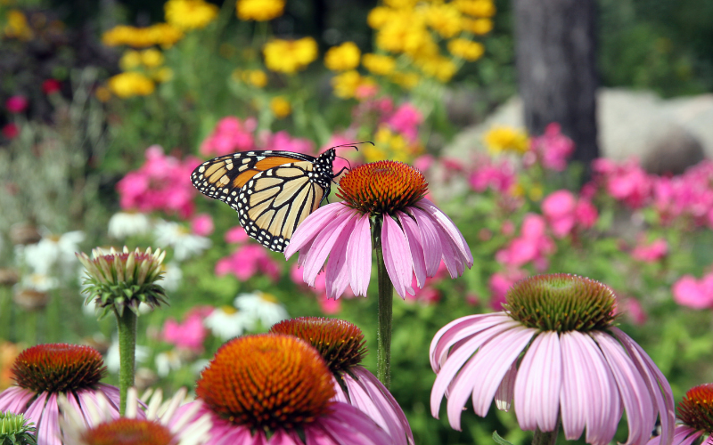 An orange monarch butterfly sits on a pink coneflower surrounded by other coneflowers.