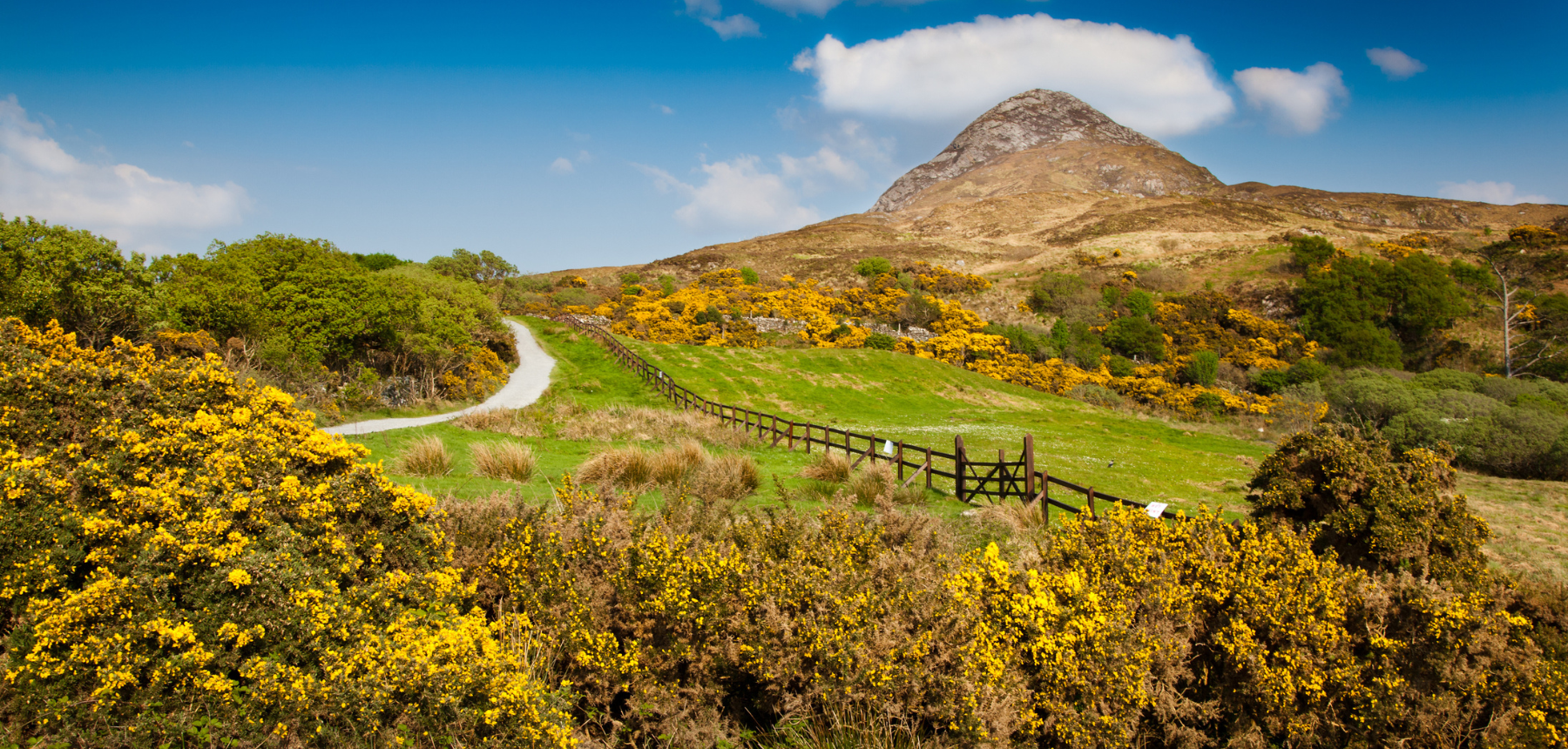 A path winds between woods and a green field near a small mountain.,
