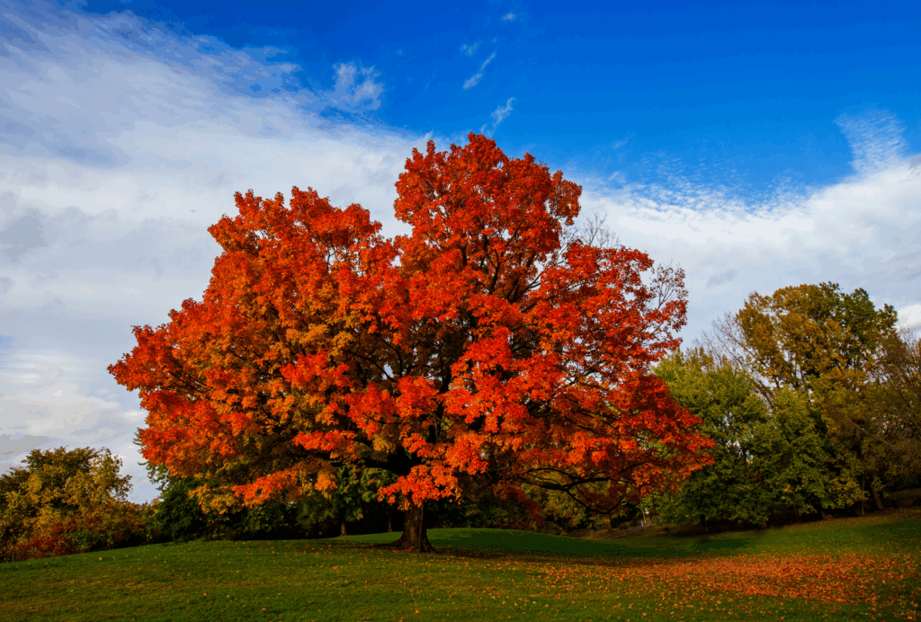 Tree with vivid red leaves in a field against a blue sky.