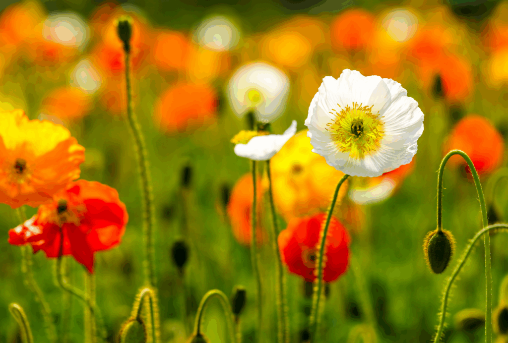 Orange, white, and red flowers in a green field.