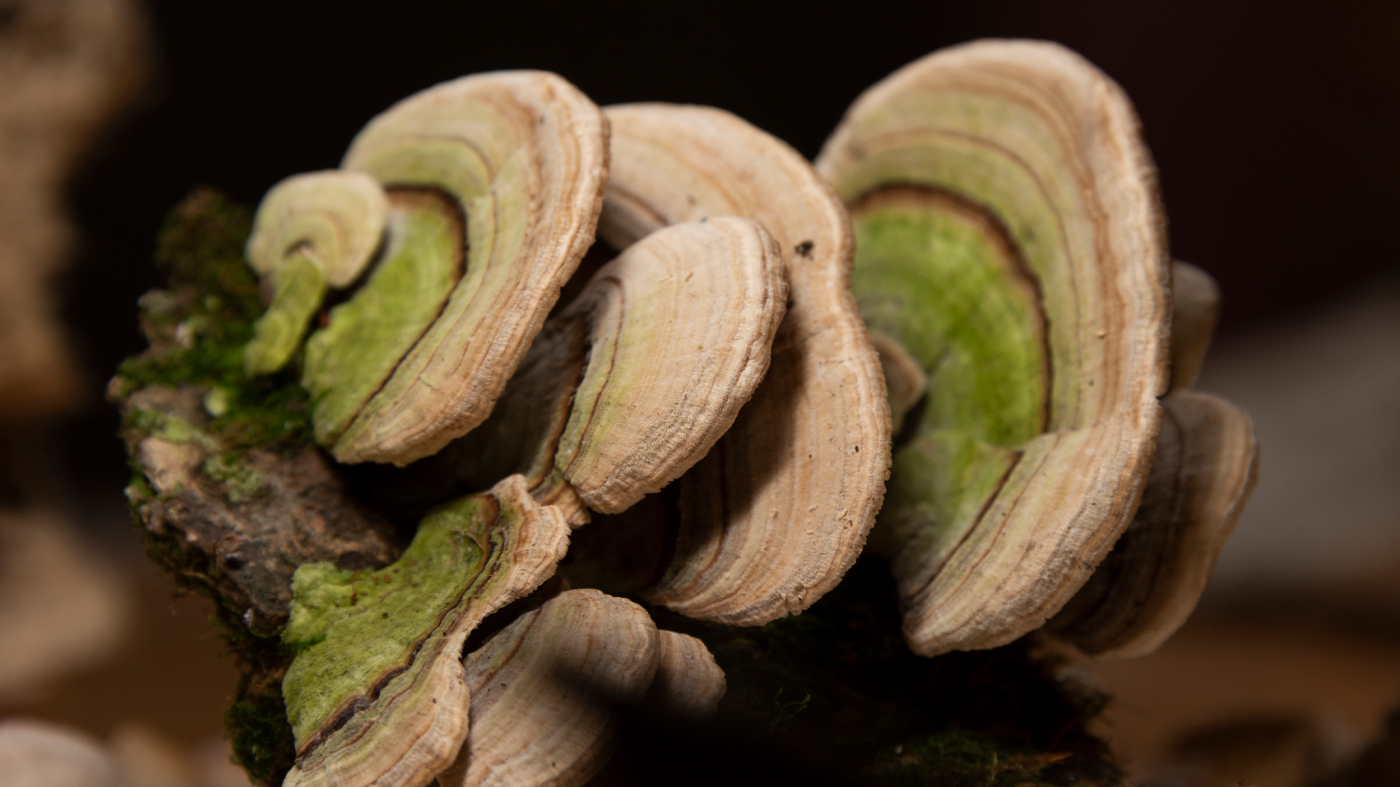 Brown and green mushrooms.