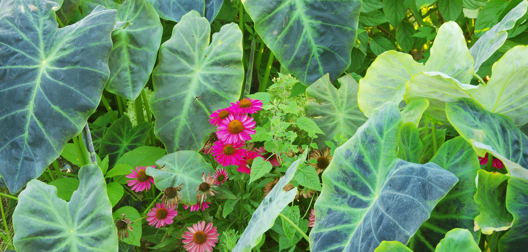 Green leaves and pink flowers in a garden bed.