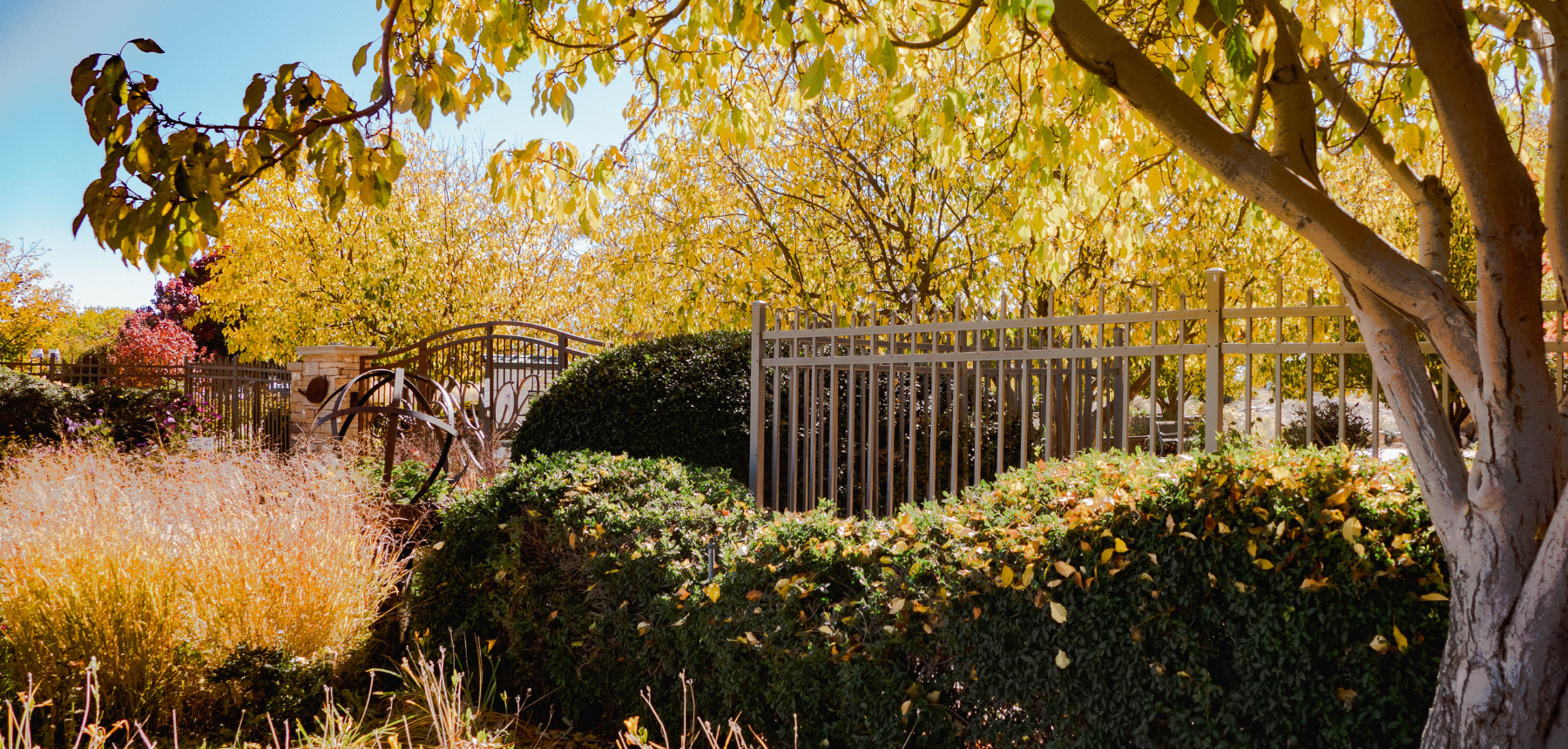 Trees with yellow leaves in a garden with a gate