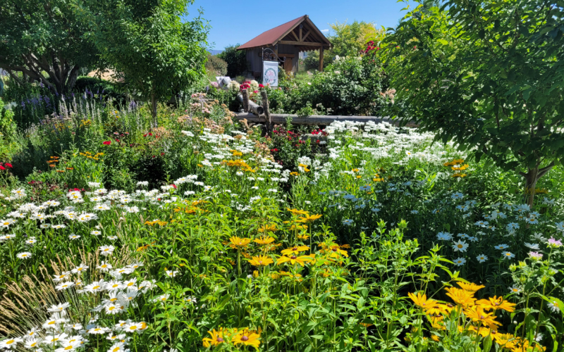 Garden with white and yellow flowers and a building.