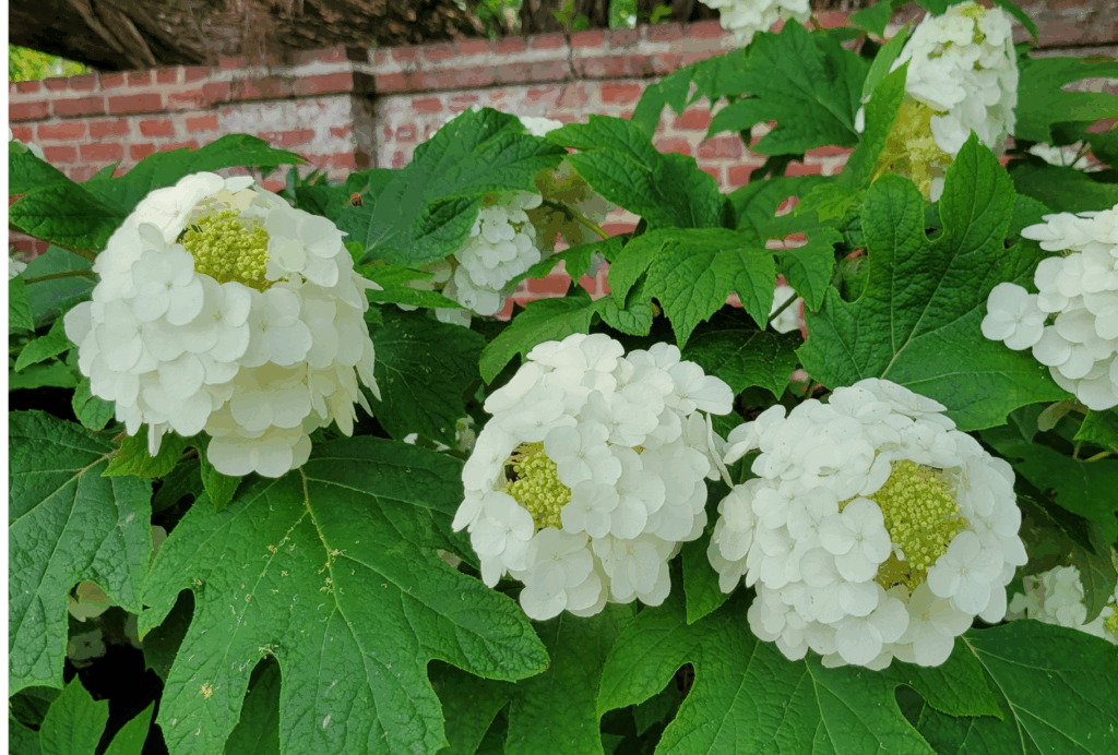 A plant with white flowers and green leaves near a brick wall.