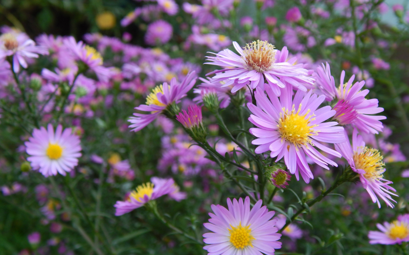 Purple flowers with yellow centers surrounded by green leaves