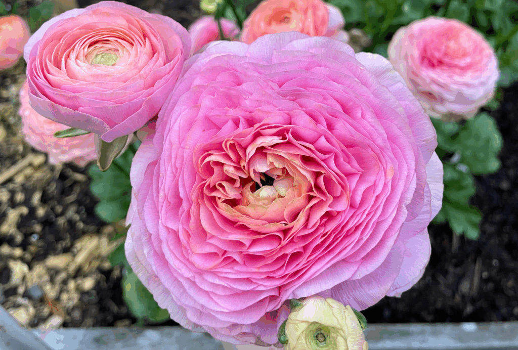 Dark pink ruffled flowers