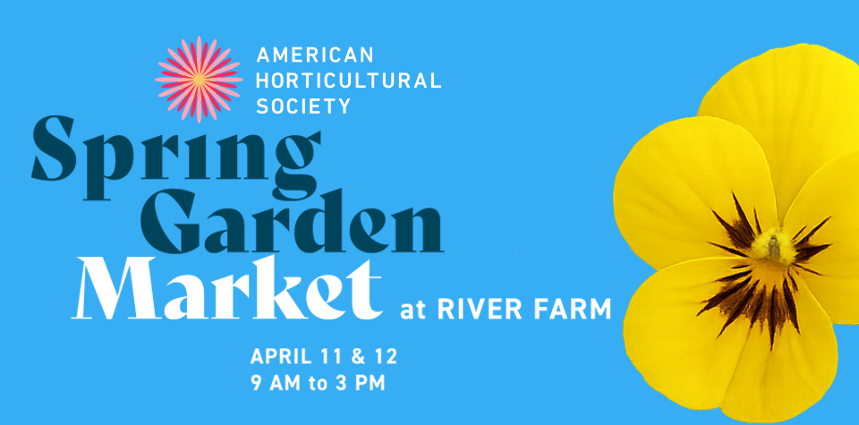 Bright yellow pansy on a blue background with white and blue text and a pink AHS logo.