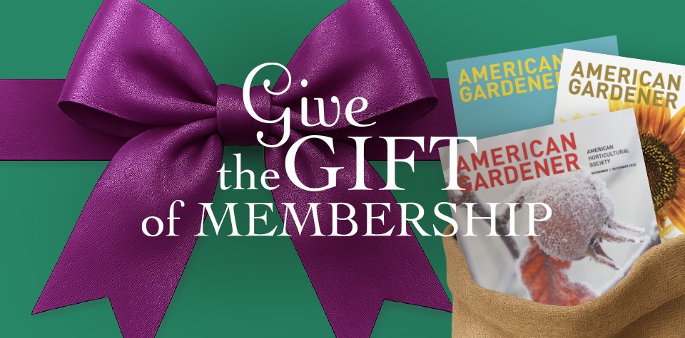 Graphic with white text over a green background with a purple bow and a bag with two magazines. Text: Give the Gift of Membership