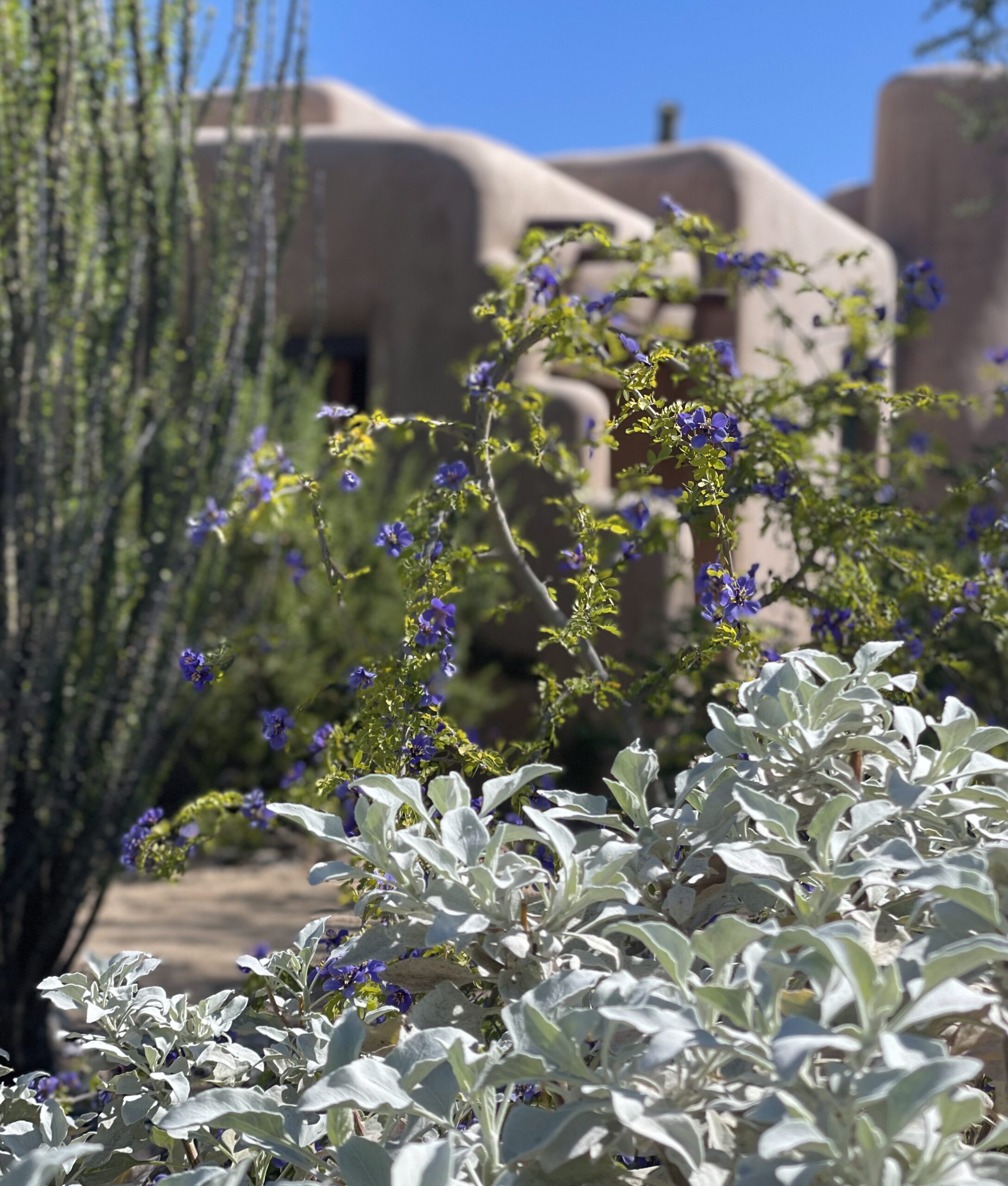 AHS LIVE: Private Garden Tour: Phoenix - American Horticultural