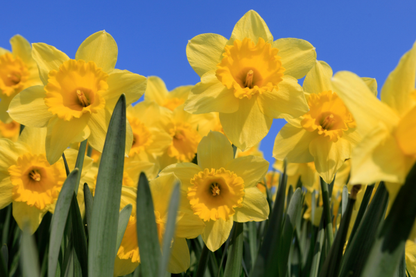 Yellow flowers against a blue sky