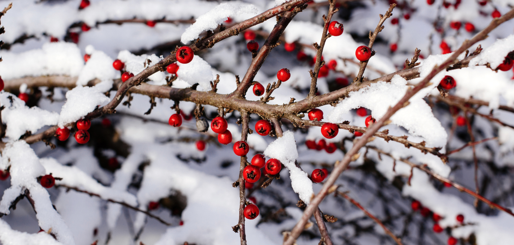 AHS LIVE Winter slider free