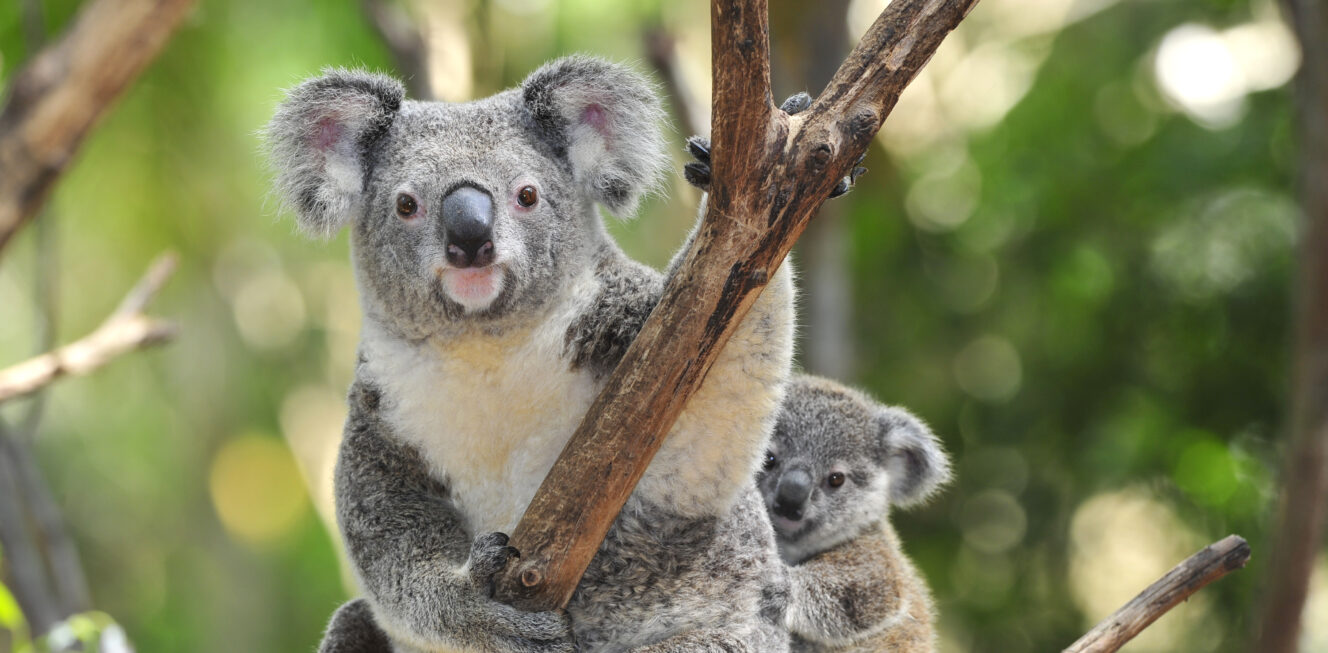 Australian Koala Bear with her baby, Sydney, Australia grey bear