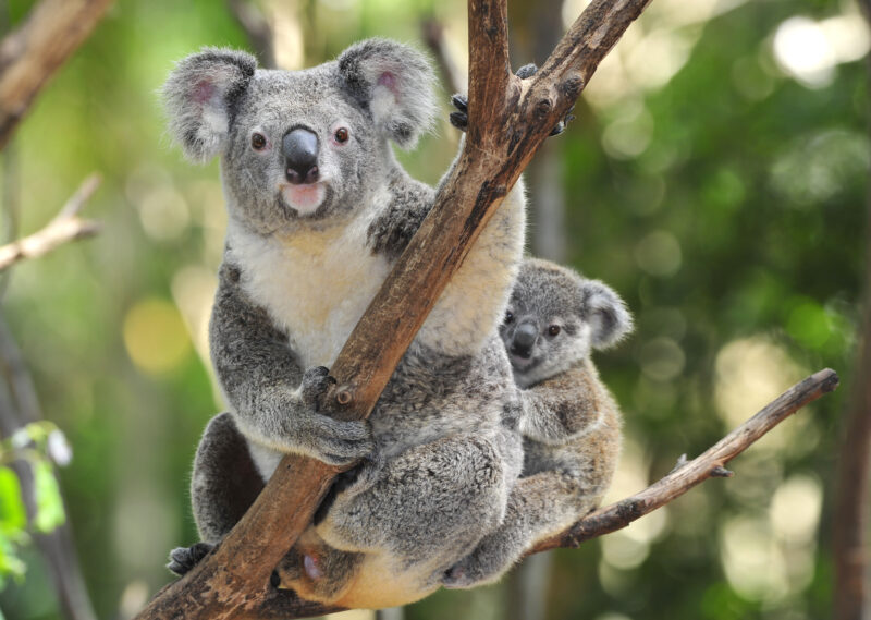 Australian Koala Bear with her baby, Sydney, Australia grey bear