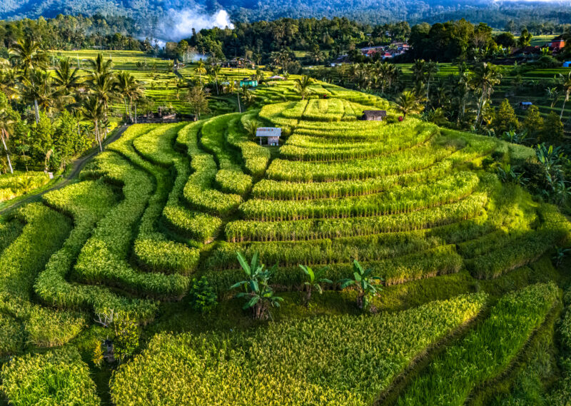 Jatiluwih Rice Terraces ID 322301496 © Monticelllo I Dreamstime.com