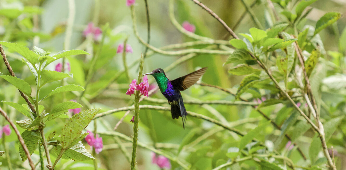 Violet-crowned Woodnymph by Stefanie Plein