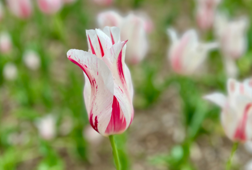 White tulip with red stripes on a blurred green background