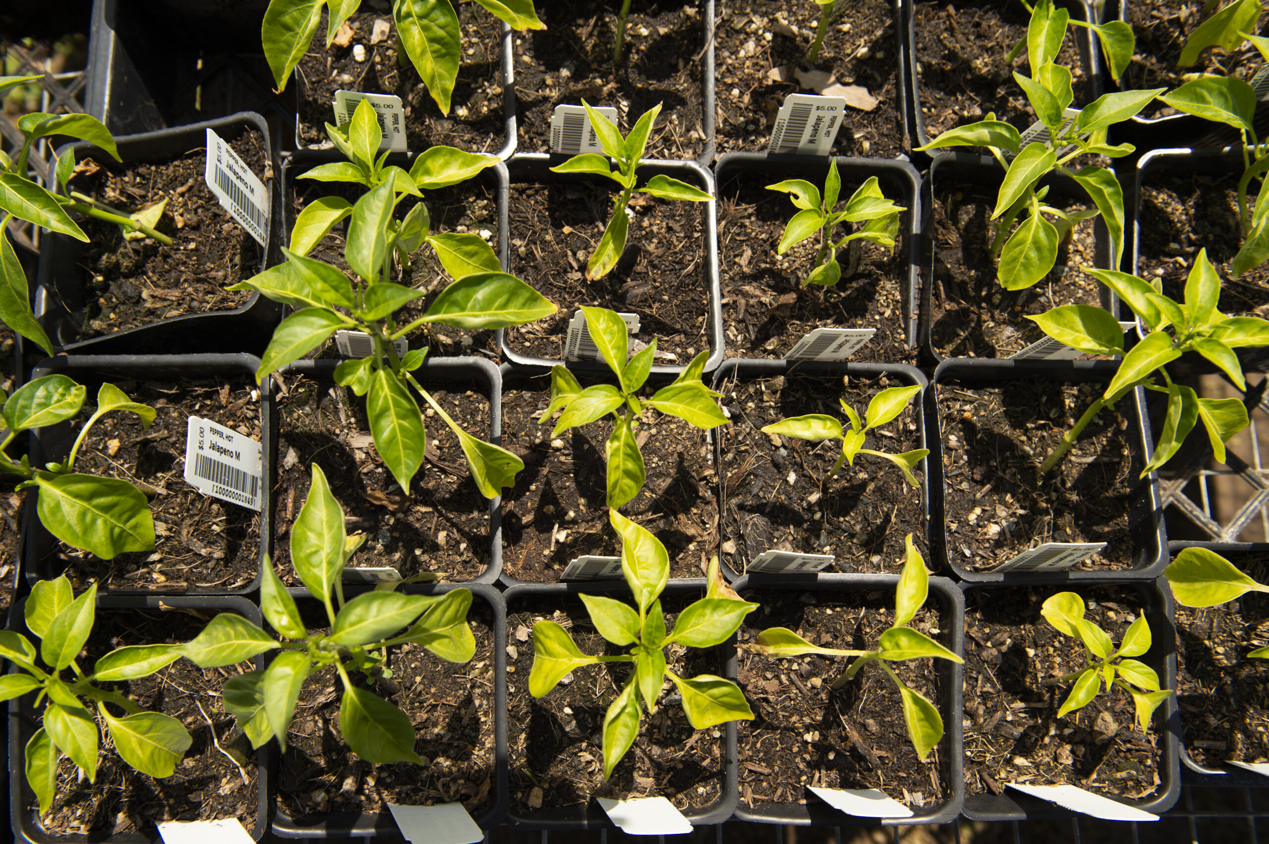 VeggiePalooza - American Horticultural Society