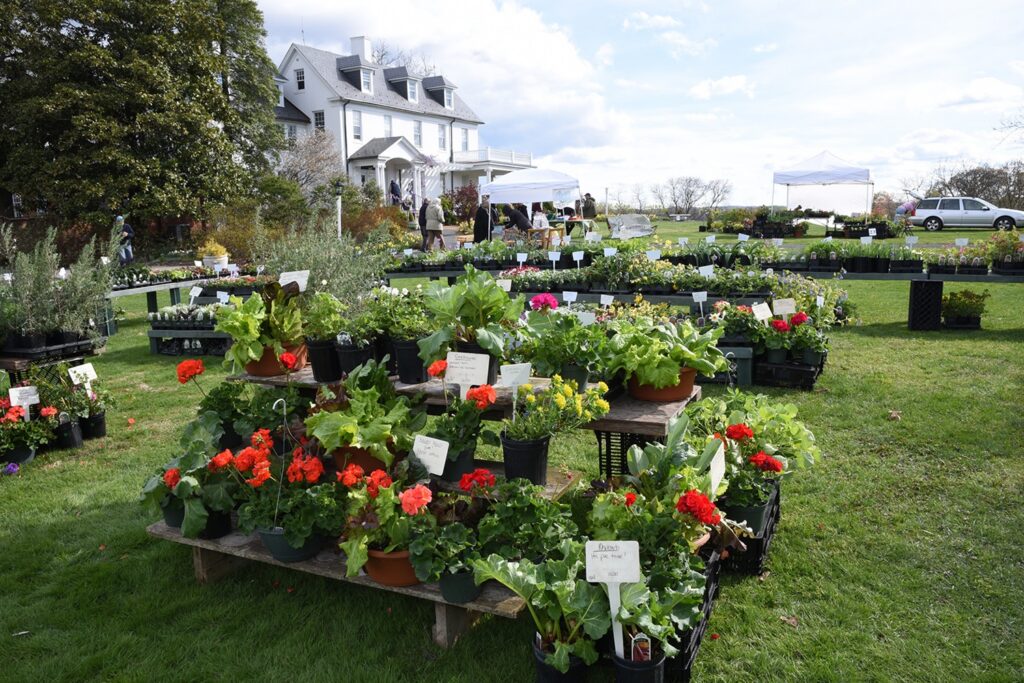 A garden with tables with plants with red flowers on a green lawn near a white house.