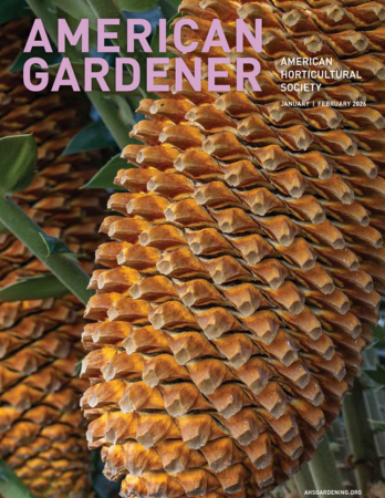 Pink text on an image plant with brown overlapping scales