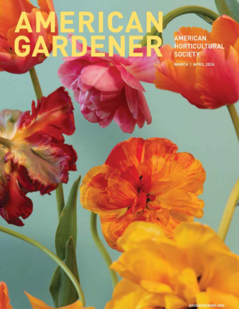 Yellow text on an image with brightly colored tulips blossoms on a pale green background