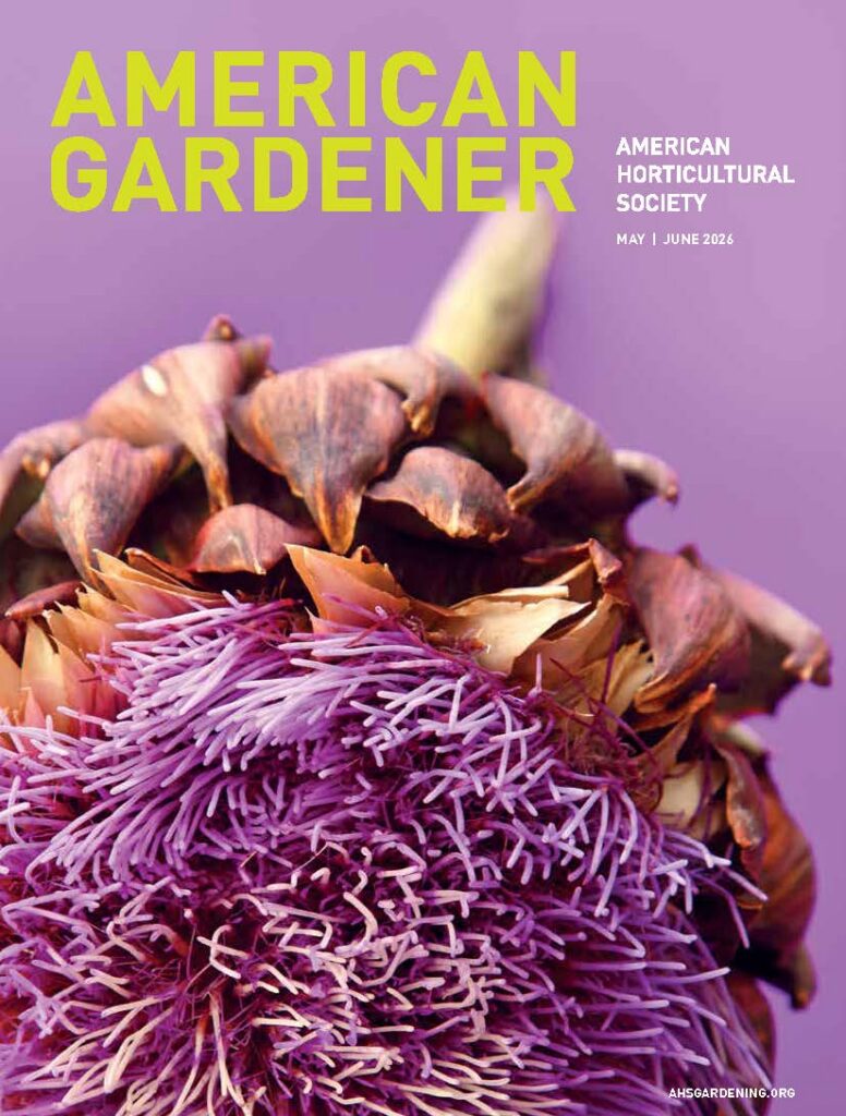 Yellow-green text saying 'American Gardener' on a lilac background with a closeup of an artichoke flower