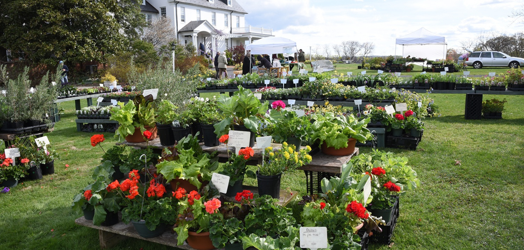 Green lawn with red flowering plants on tables in front of a white house