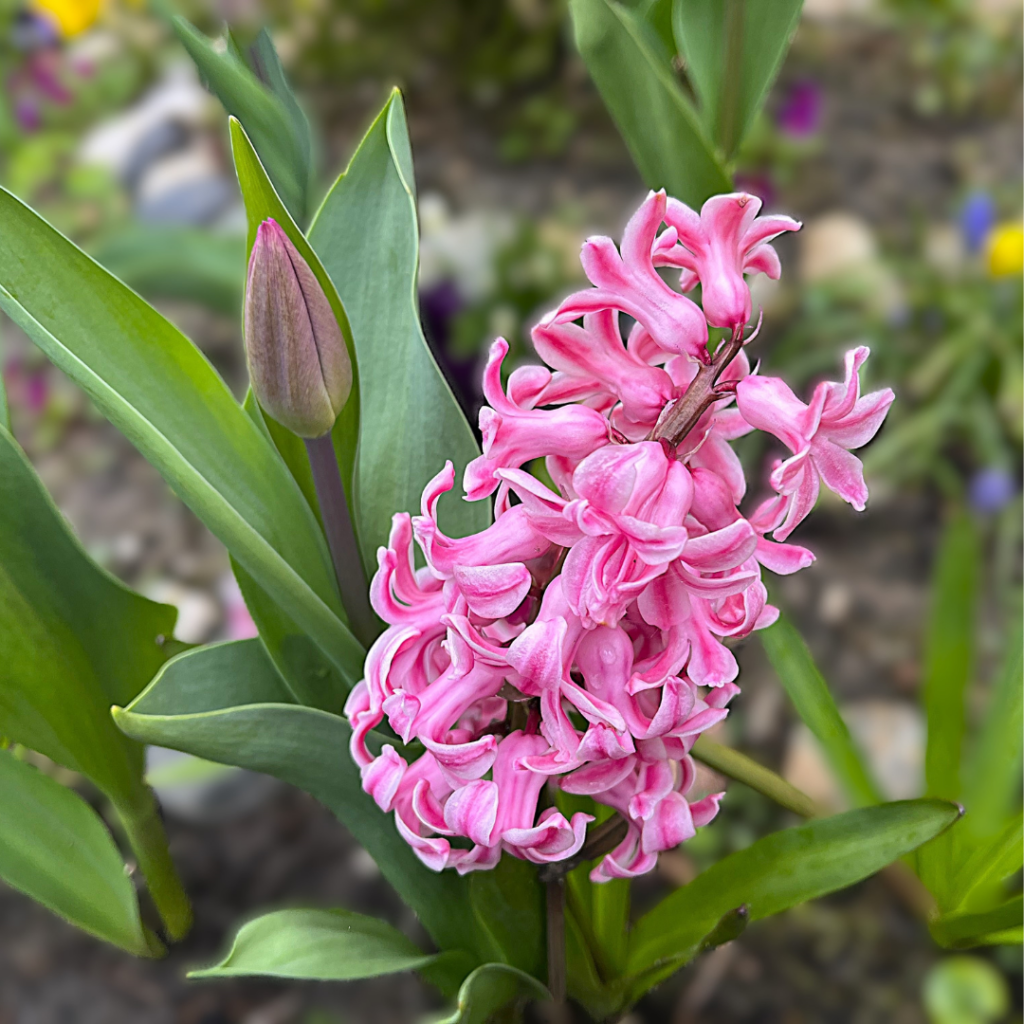 Pink compound flower against green foliage