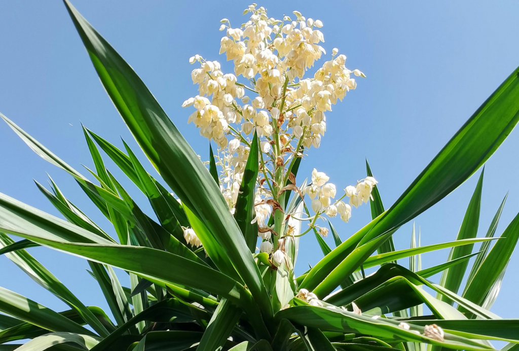 Plant with green spiky leaves and white flowers