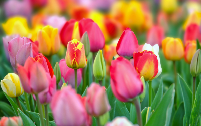 Pink, red, and yellow tulips