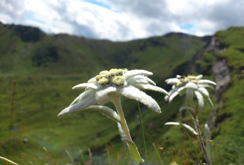 Small white flowers on a green mountain