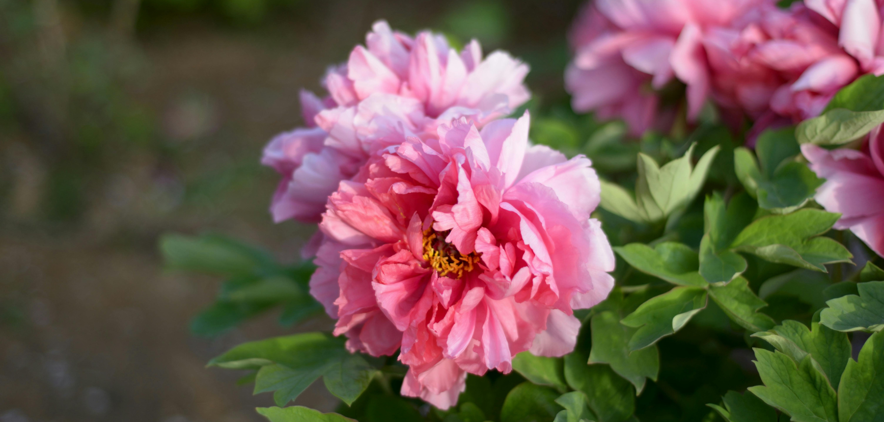 Pink flowers and green foliage