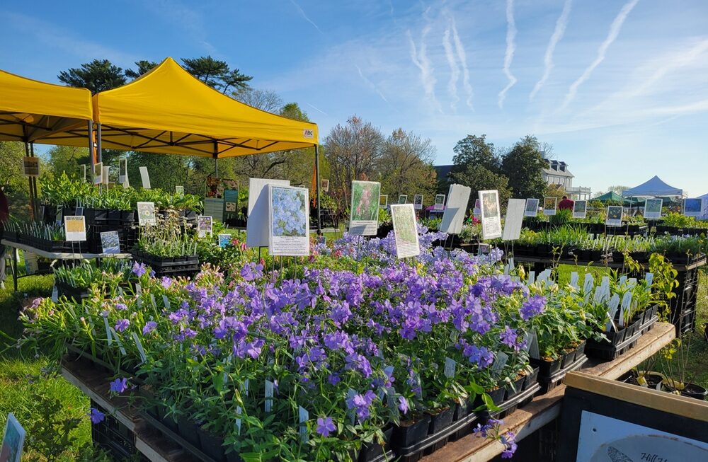 Yellow tents and stands with plants with purple flowers at an outdoor plant sale