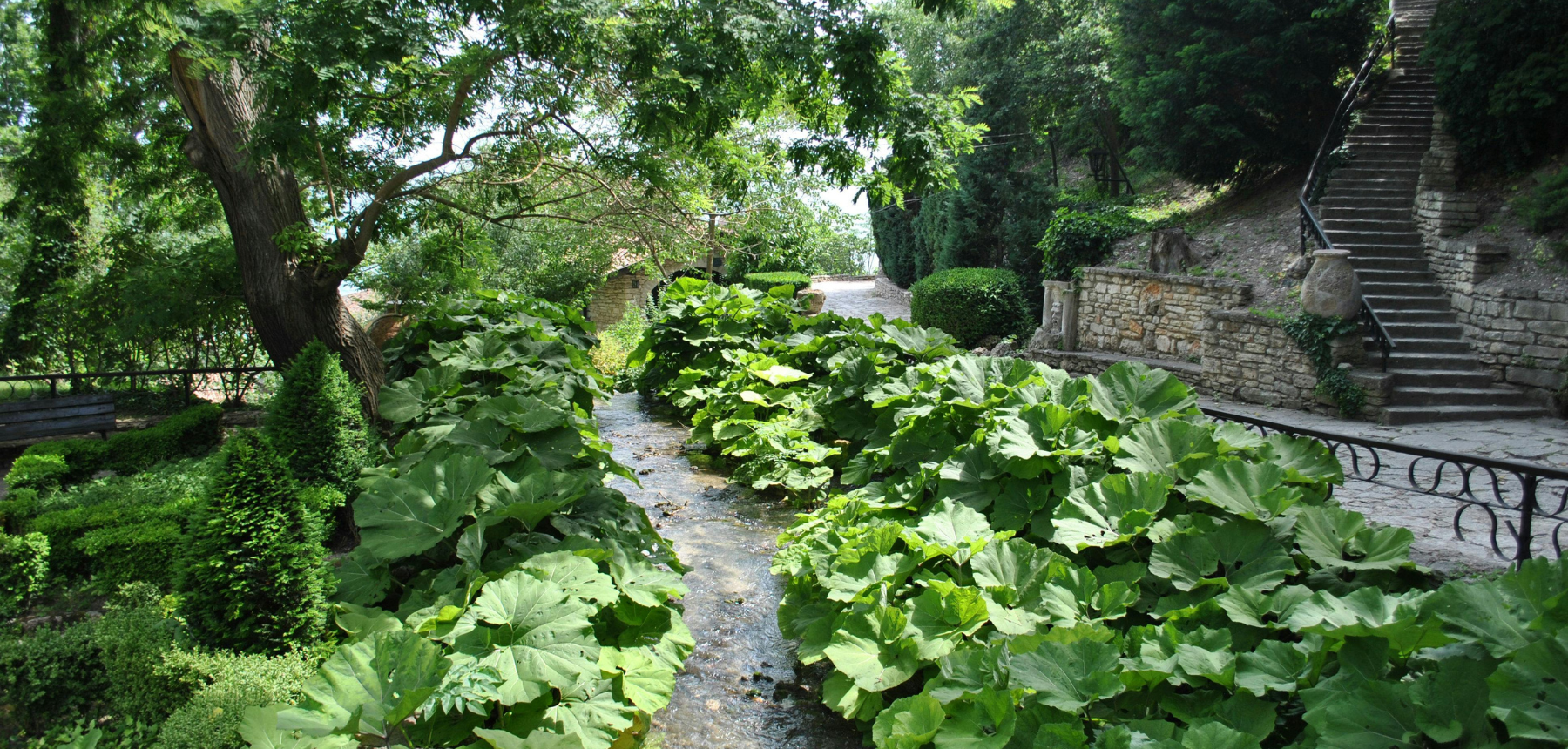 A path winds between lush plants and trees in a shady garden