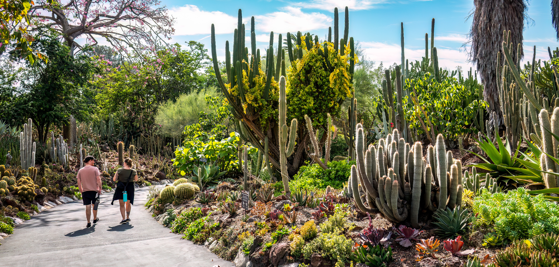 Two individuals walk on a path in a garden with cactuses