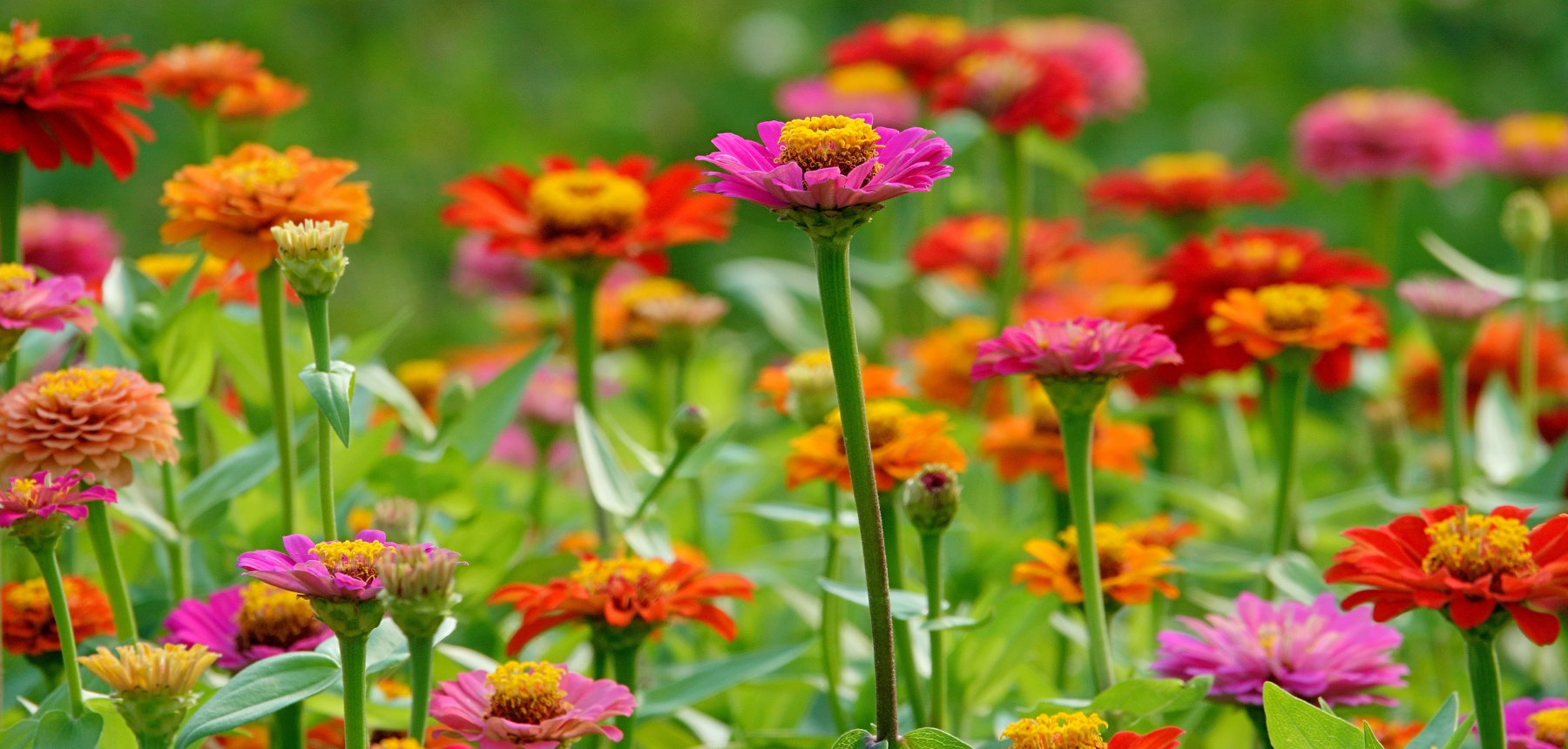 A garden bed of red, pink, and orange zinnias