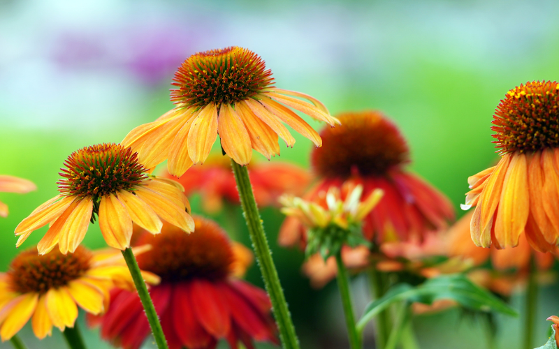 Yellow and red coneflowers against a blurred green background