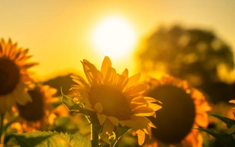 Yellow sunflowers against a sunset