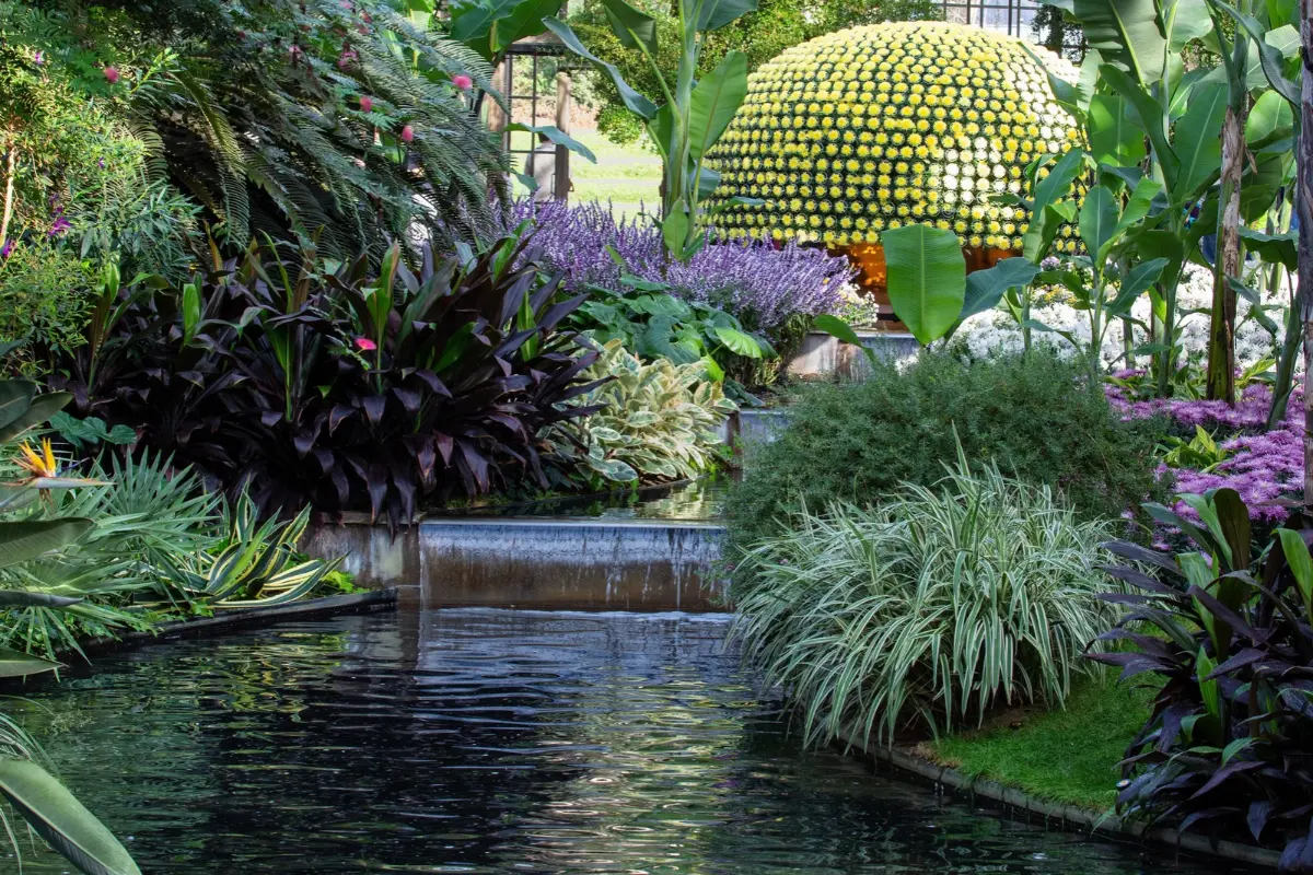 A lush garden in a greenhouse at Longwood Gardens with a pool and plants of various shades of green with purple and yellow flowers.
