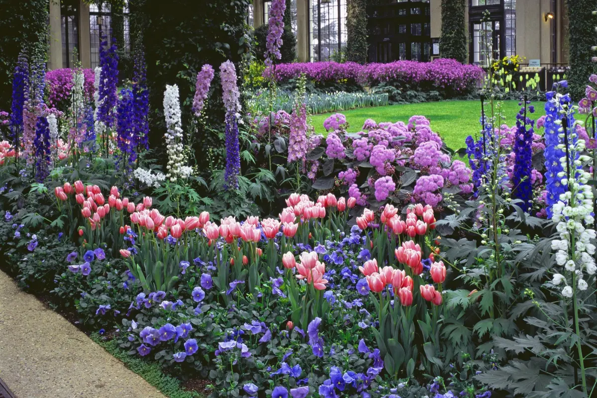 A flower border inside a greenhouse at Longwood Gardens with pink tulips and numerous purple and white flowers.