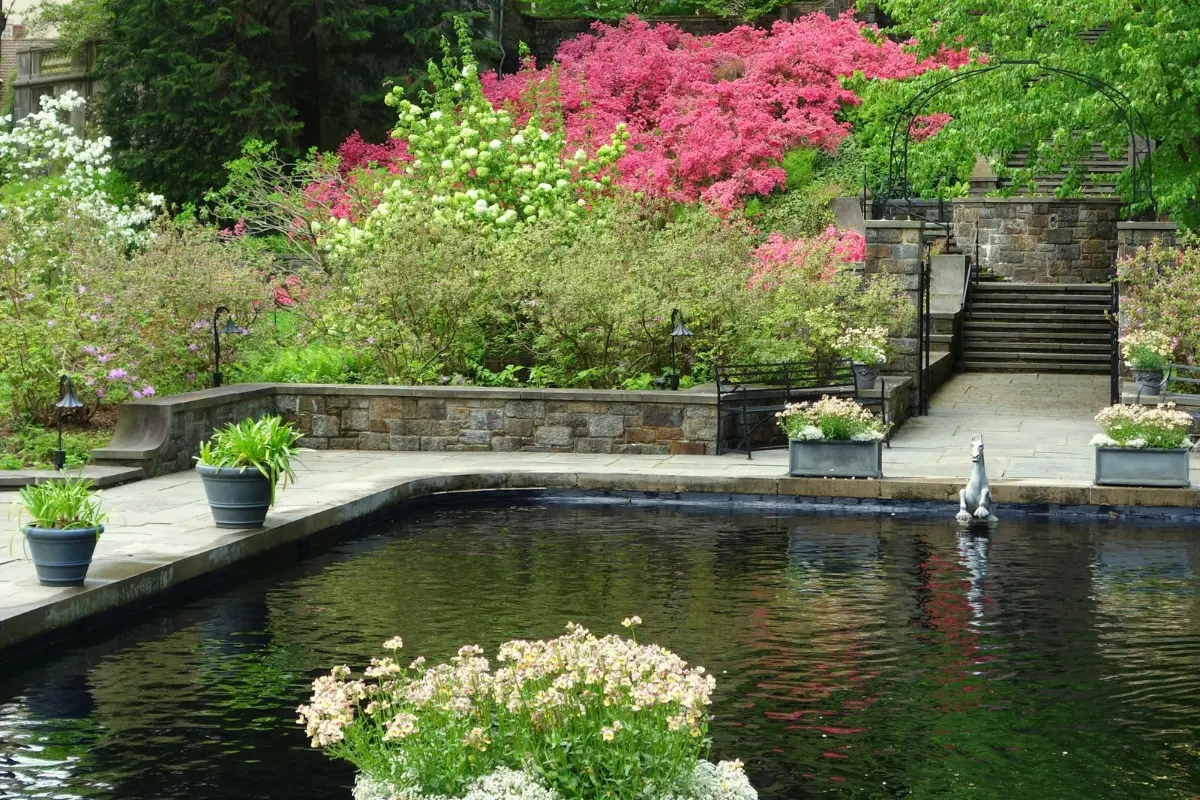 Pink and white blooming shrubs in a garden at Winterthur with stone steps and a reflecting pool.