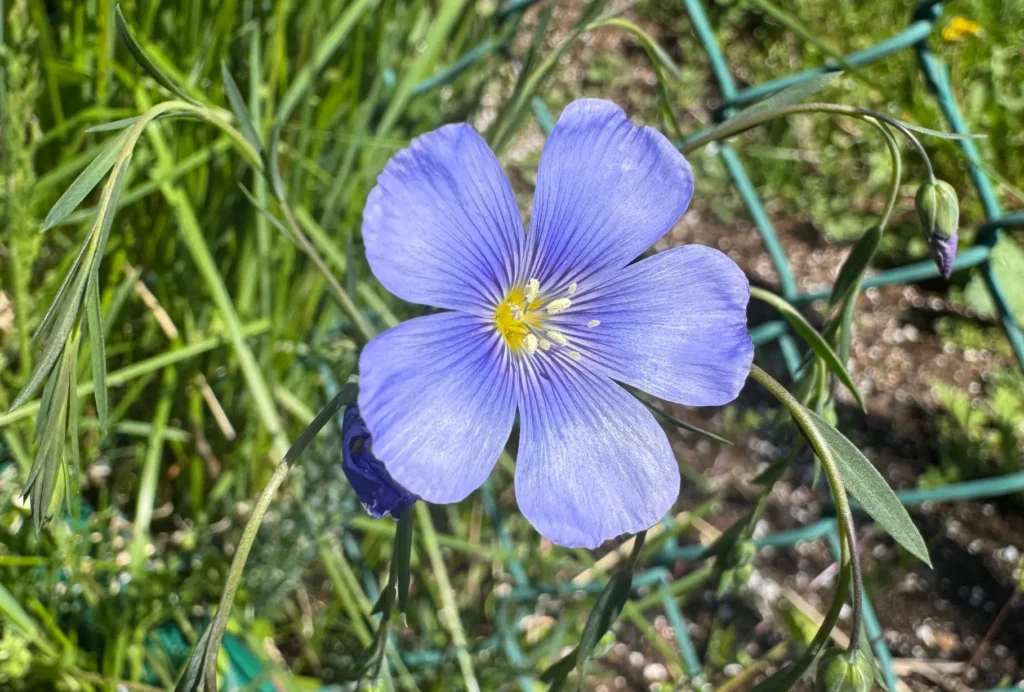 Blue flax flower with a yellow center against a background with green foliage
